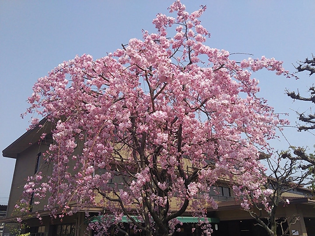 嵯峨嵐山　桜