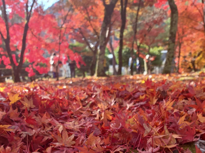 天龍寺　紅葉　ホテルビナリオ嵯峨嵐山
