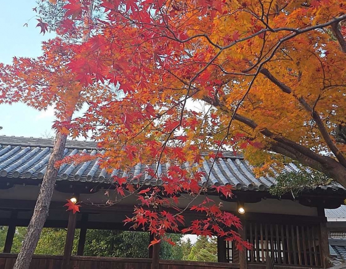 清凉寺　紅葉　ホテルビナリオ嵯峨嵐山
