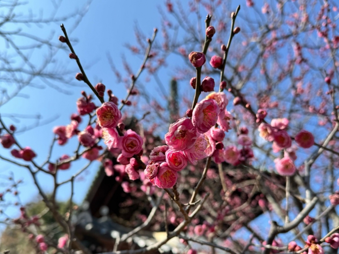 嵯峨鳥居本内の梅と椿