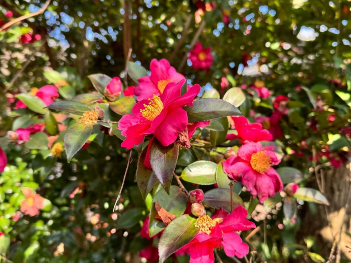 嵯峨鳥居本内の梅と椿