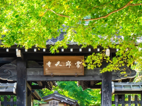 常寂光寺　新緑　青もみじ