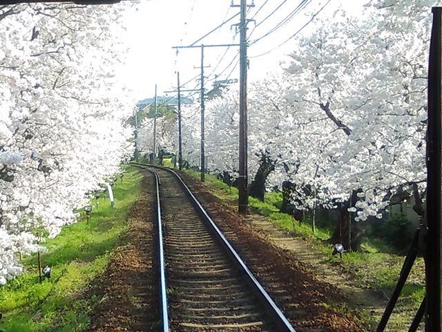 嵐電北野線「鳴滝」～「宇多野」駅間の桜のトンネル