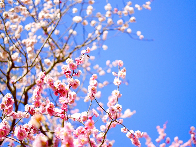 早咲きの梅を楽しめる「梅宮大社」