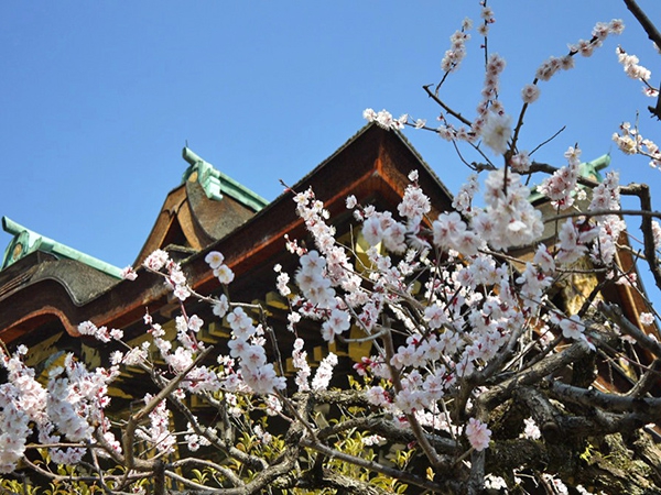 年末から徐々に咲き繋ぎ、3月末頃まで長く楽しめる北野天満宮の「梅苑」。 2月25日(月)には梅花祭と梅花祭野点大茶湯も開催されます。