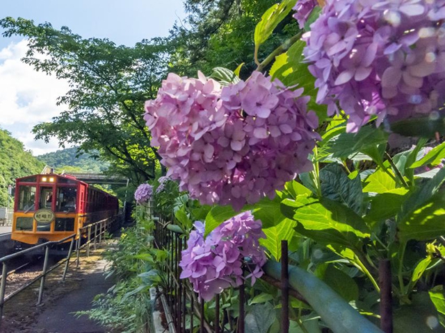 トロッコ列車と紫陽花