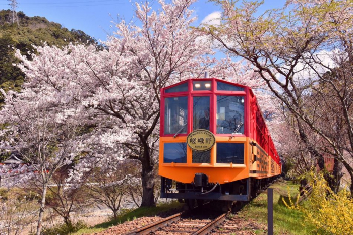 春の嵯峨野トロッコ列車