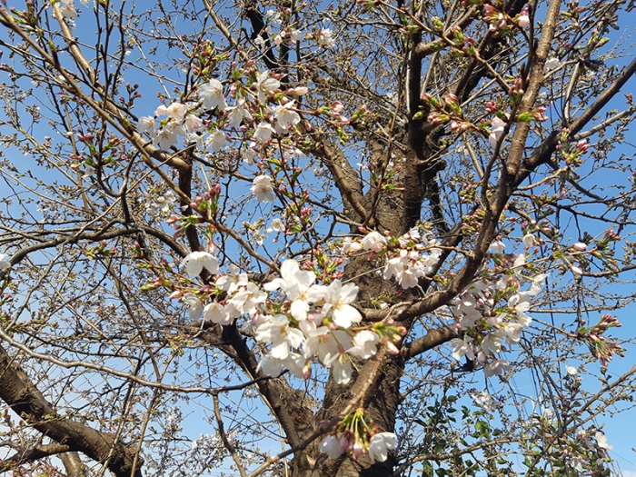 嵐山ホテル前桜