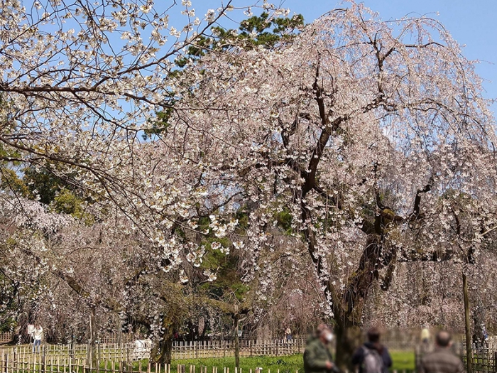 京都御苑しだれ桜