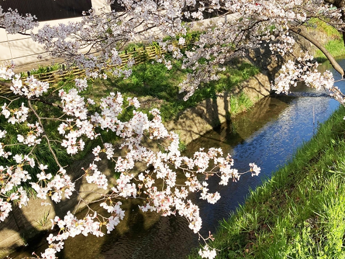 有栖川沿いの桜並木2
