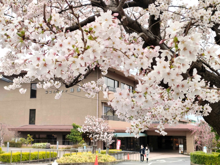 嵯峨嵐山桜開花