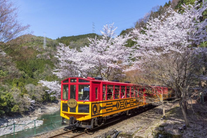 春の嵐山　トロッコ列車