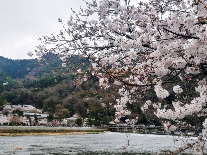 嵐山　桜開花　嵐山公園　渡月橋