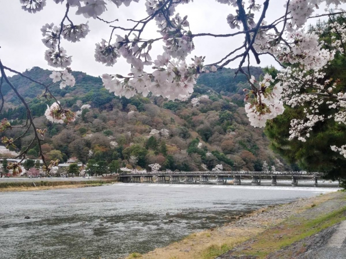 嵐山　桜開花