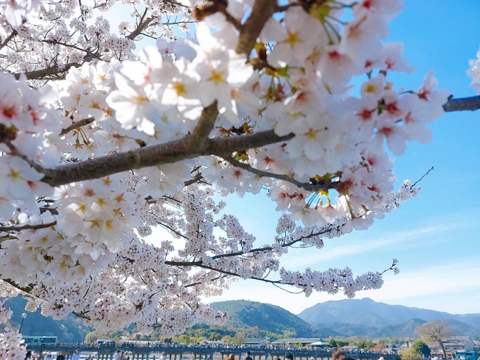 嵐山桜開花　京都