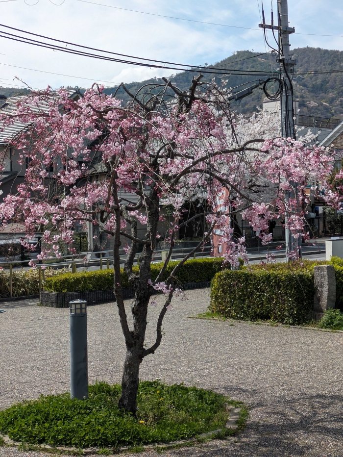 ホテルビナリオ嵯峨嵐山　しだれ桜　公園