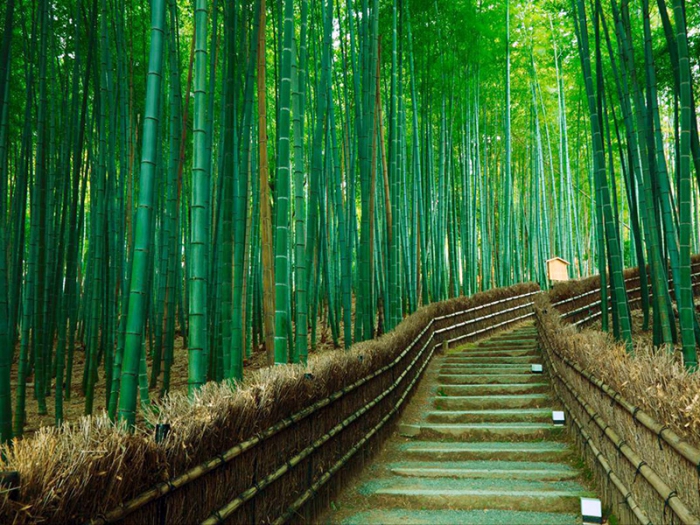 竹林の小径