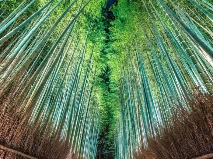 竹林の小径　嵯峨嵐山