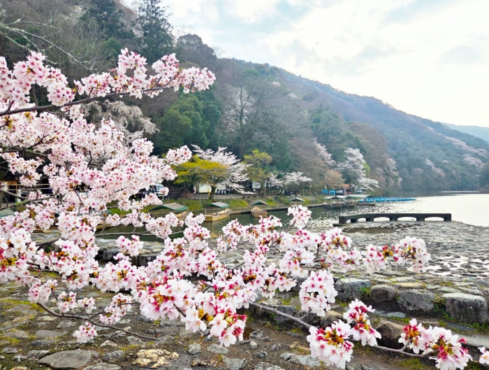 嵐山　渡月橋　sakura　arashiyama