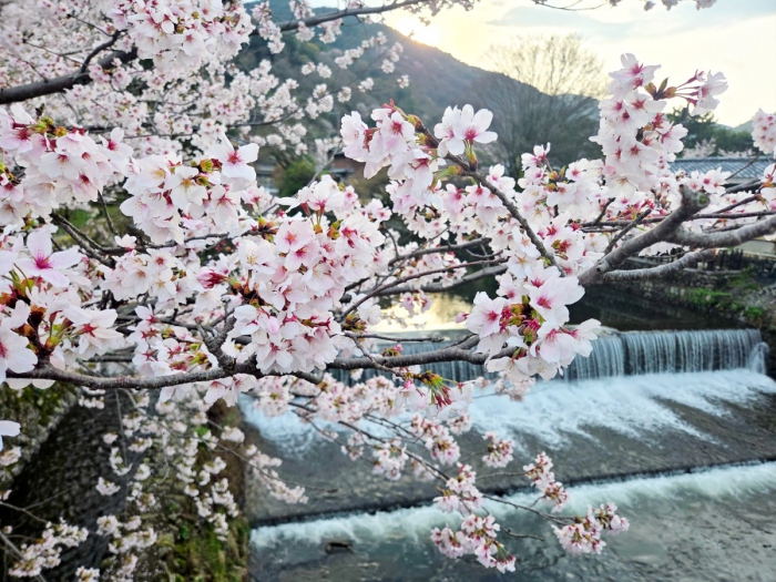 嵐山　中之島公園　桜