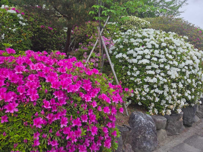 京都・嵐山の世界遺産「天龍寺」　ホテルビナリオ嵯峨嵐山から徒歩10分