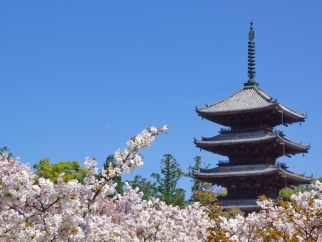 名勝 御室桜　仁和寺