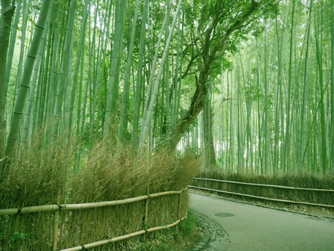 竹林の小径