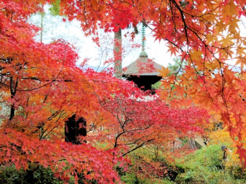 常寂光寺　紅葉