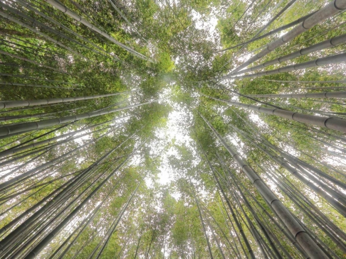 竹林の小径 嵯峨嵐山