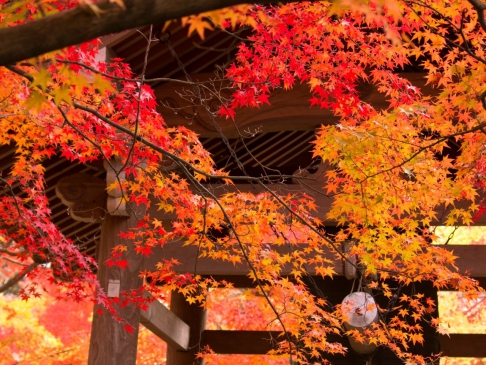 常寂光寺　紅葉2